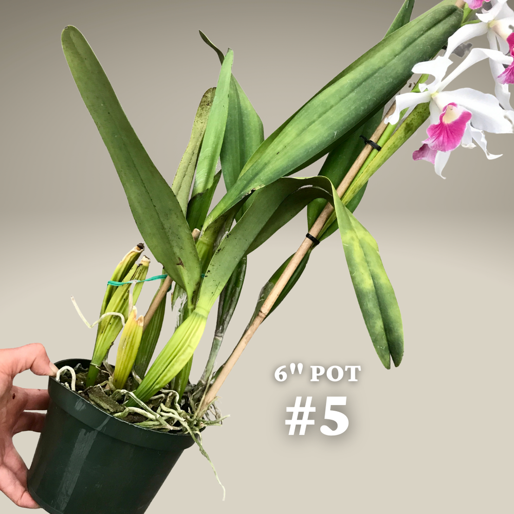 Laelia purpurata v. carnea — Palmer Orchids